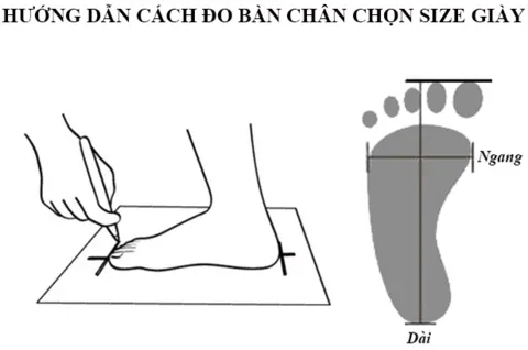 Hướng dẫn cách đo bàn chân chọn size giày: đo chiều dài và chiều ngang bàn chân
